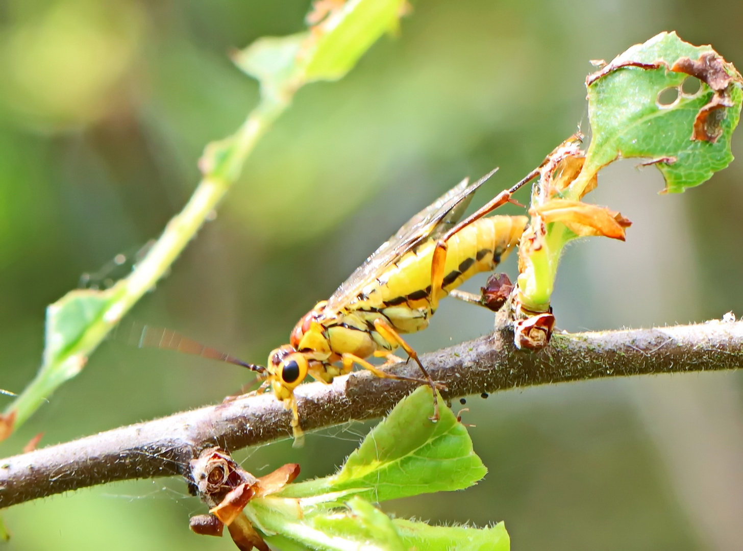 Tenthredopsis spec.