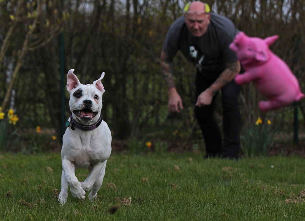 Tenya - American Bulldog