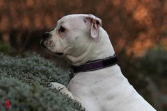 Tenya - American Bulldog