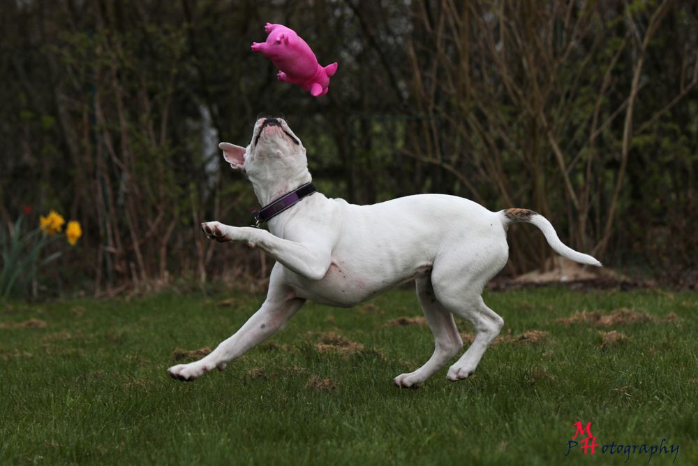 Tenya - American Bulldog