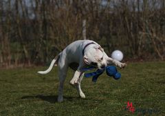 Tenya - American Bulldog Hündin