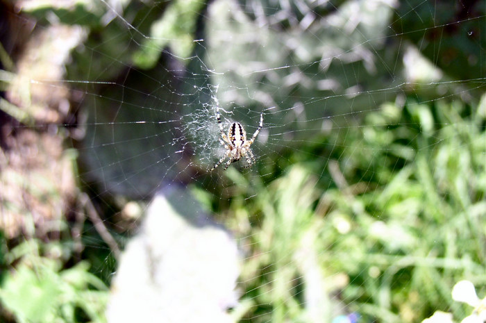 Teotihuacan Spider