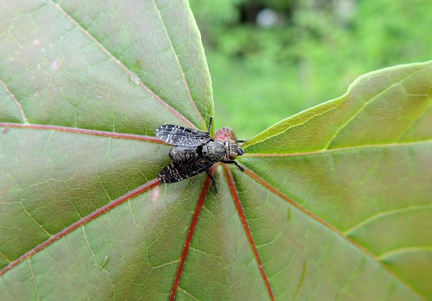 Téphritide Platystoma Seminationis