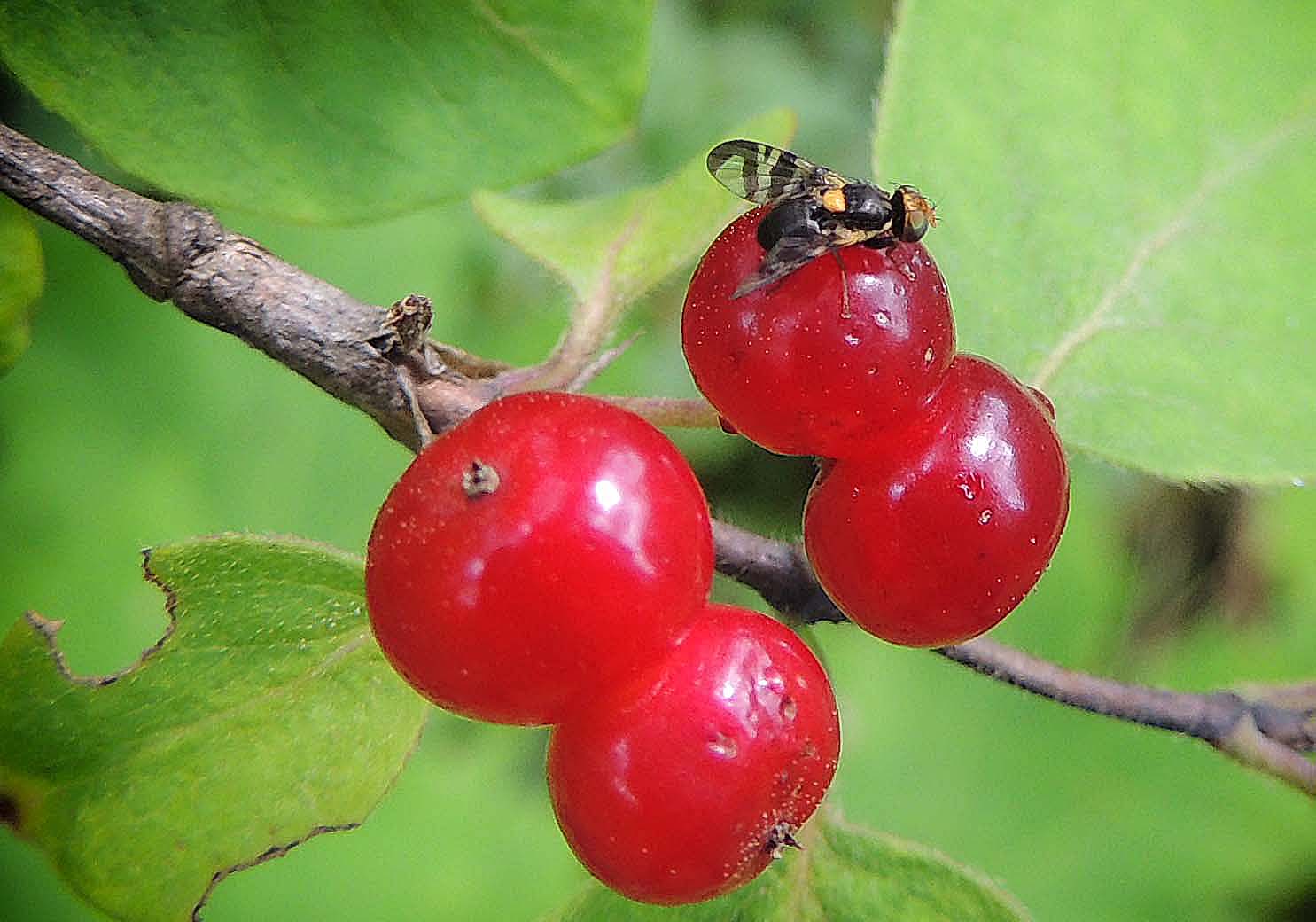 Téphritide  Rhagoletis cerasi,  mouche de la cerise