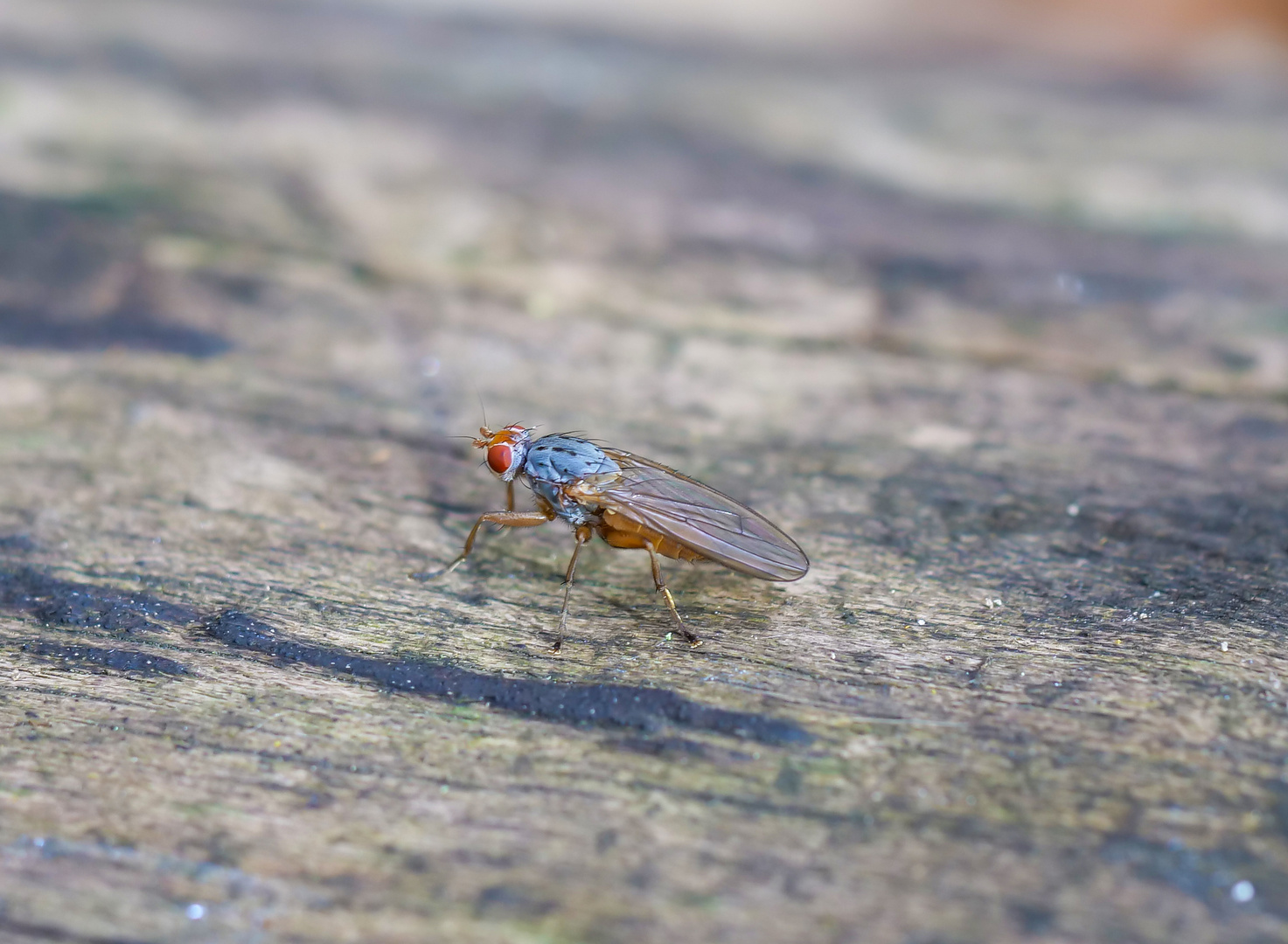 Tephrochlamys flavipes - Scheufliege