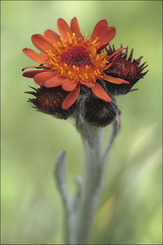 Tephroseris capitata