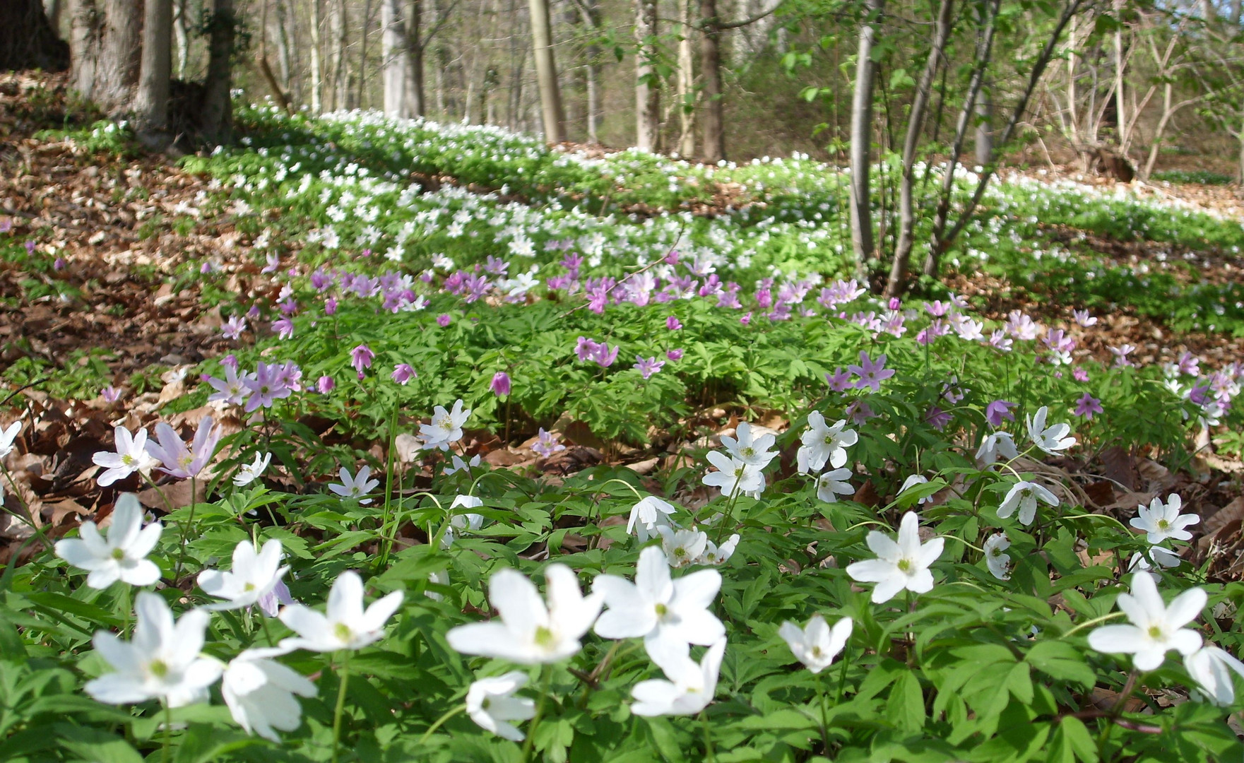 Teppich aus Anemonen