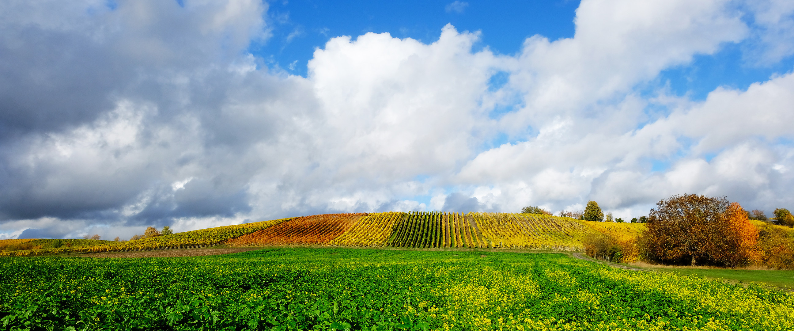 Teppich im Weinberg