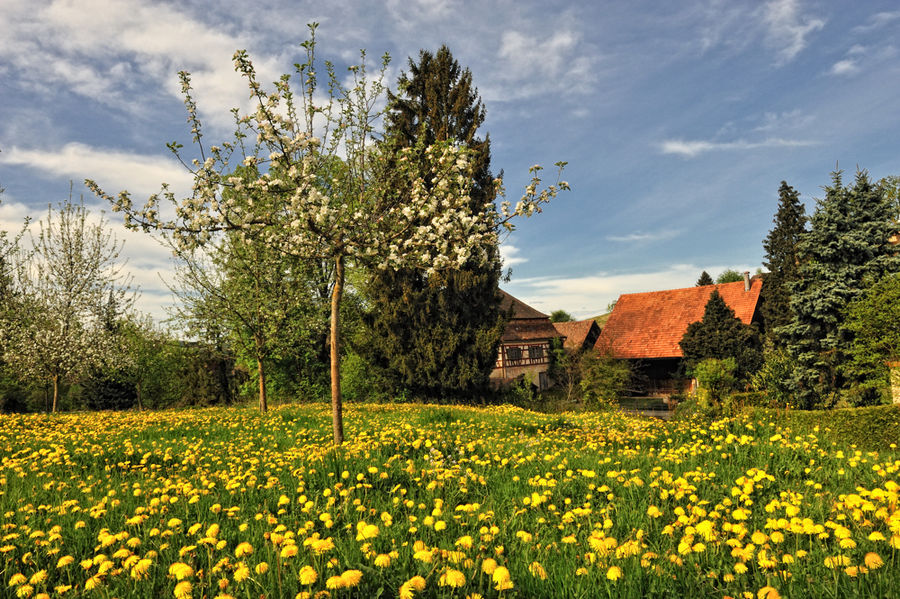 Teppich mit Löwenzahn