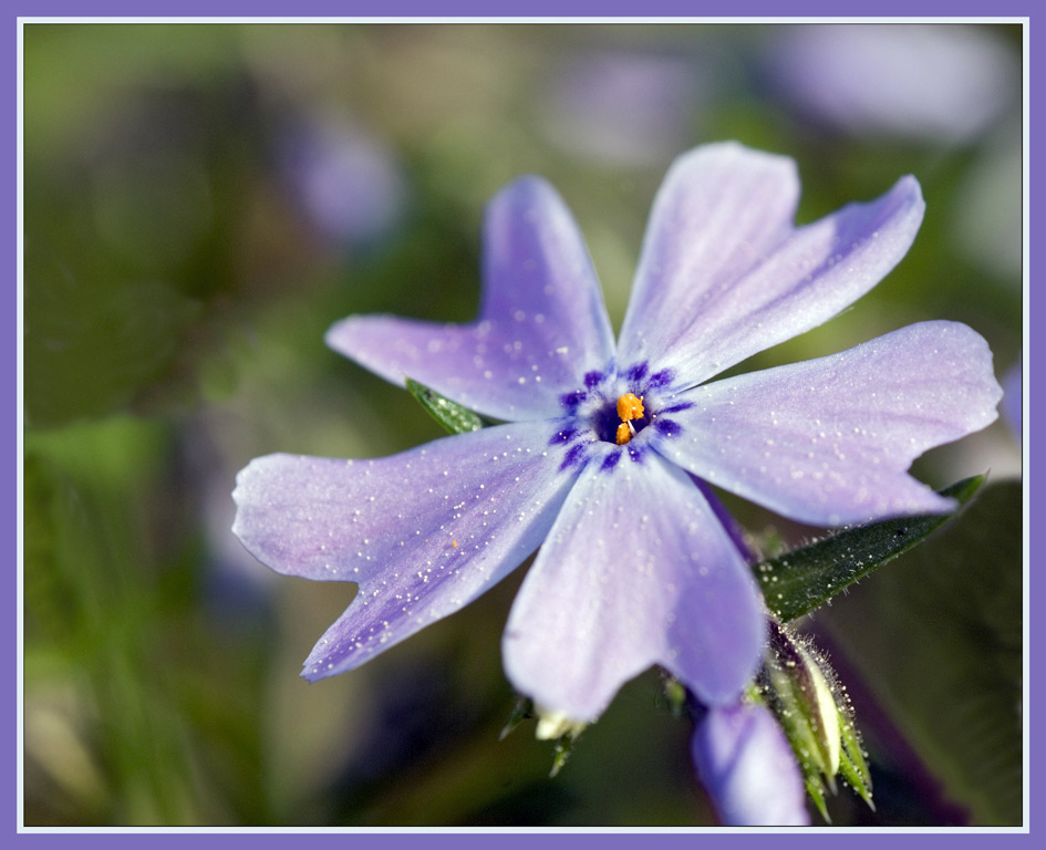 Teppichphlox