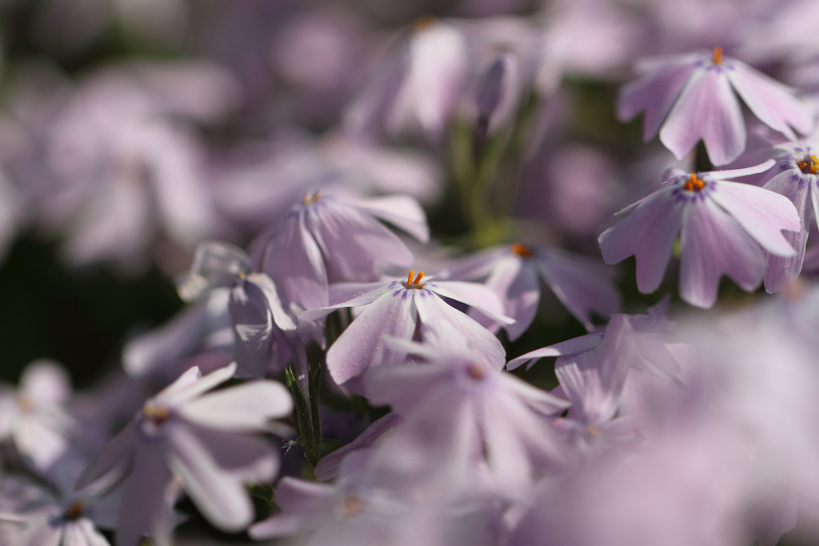 Teppichphlox