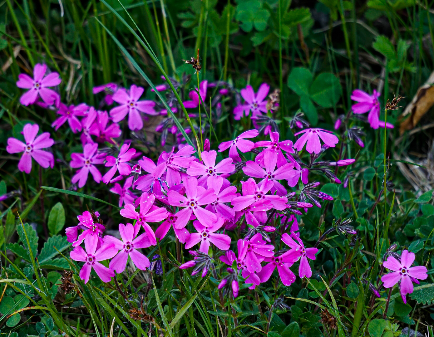 Teppichphlox