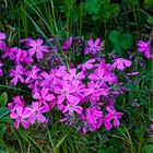 Teppichphlox