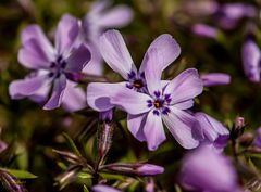 Teppichphlox