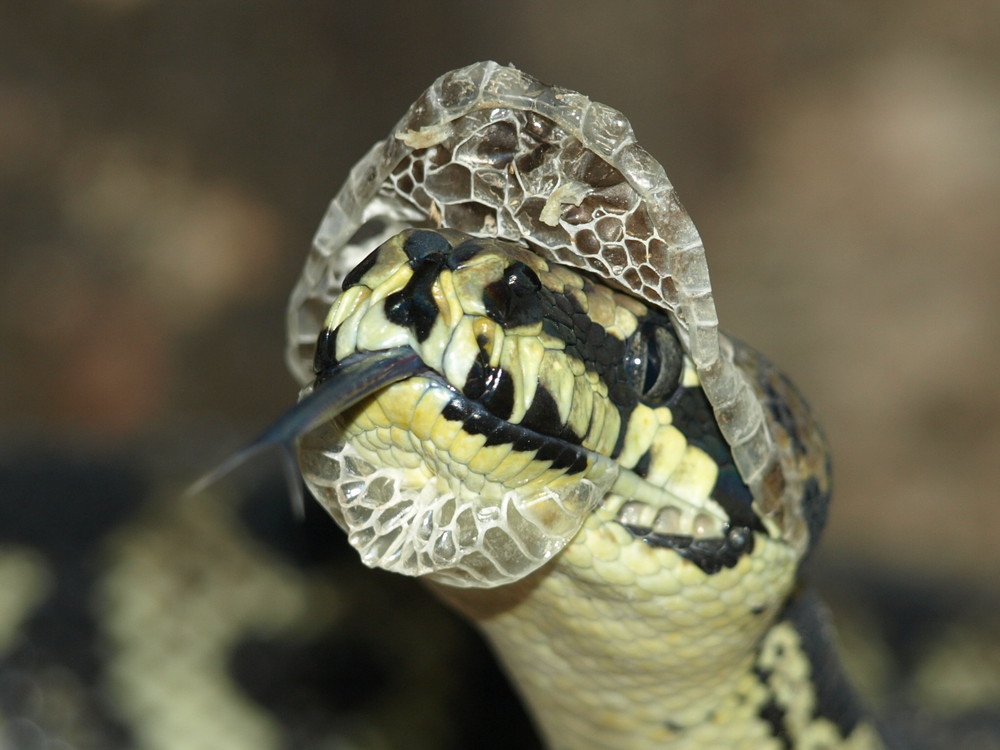 Teppichpython beim Häuten