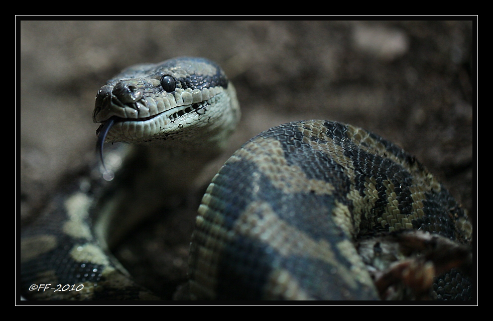 ... Teppichpython beim Speisen (2) ...