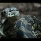 ... Teppichpython beim Speisen (2) ...