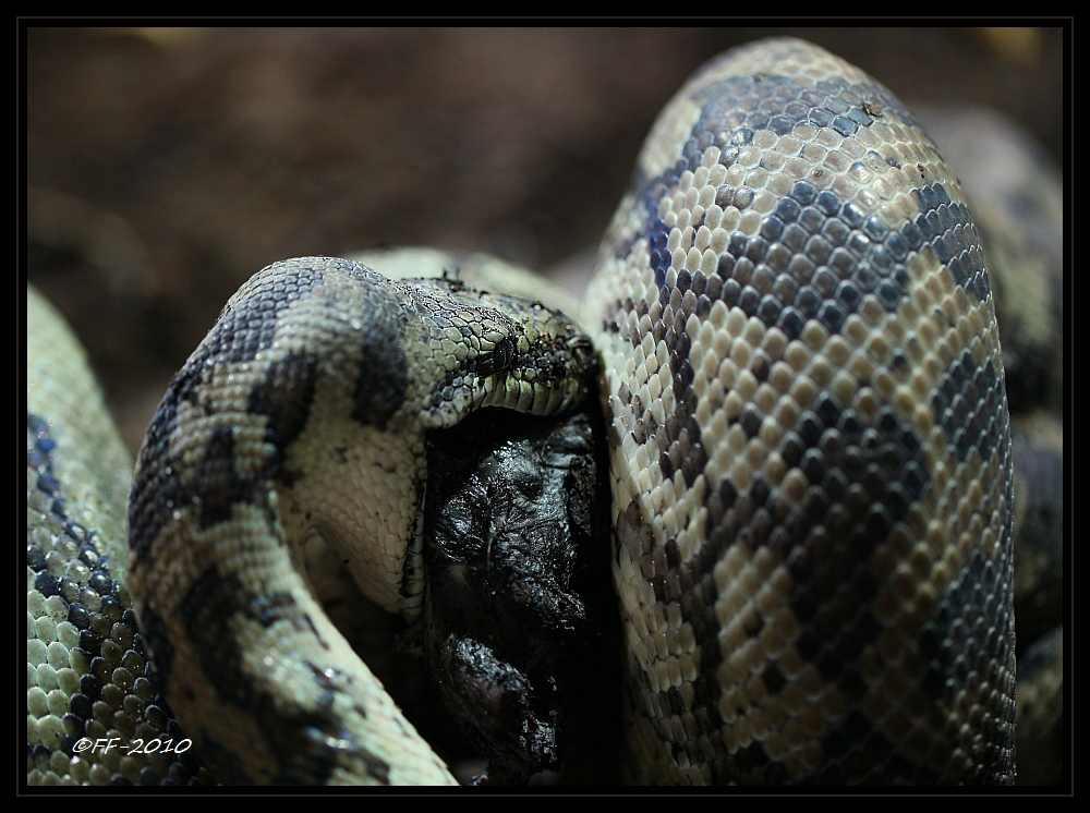 ... Teppichpython beim Speisen ...