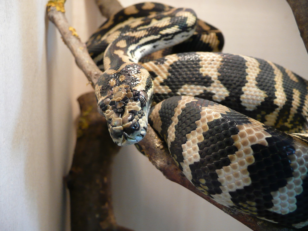 Teppichpython - Morelia spilota Mcdowelli im Terrarium