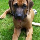 Tequila als Baby (Rodesian Ridgeback)