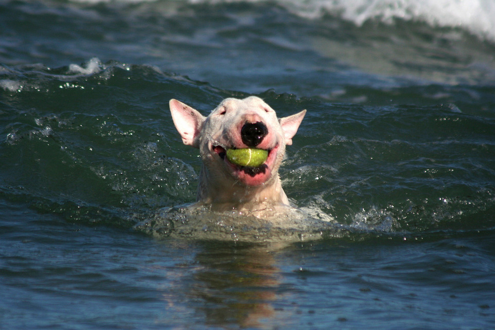 Tequila liebt das Meer...