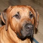 Tequila (Rodesian Ridgeback)