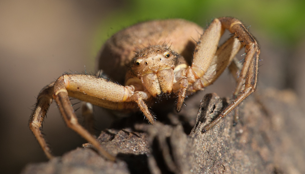 Terantula