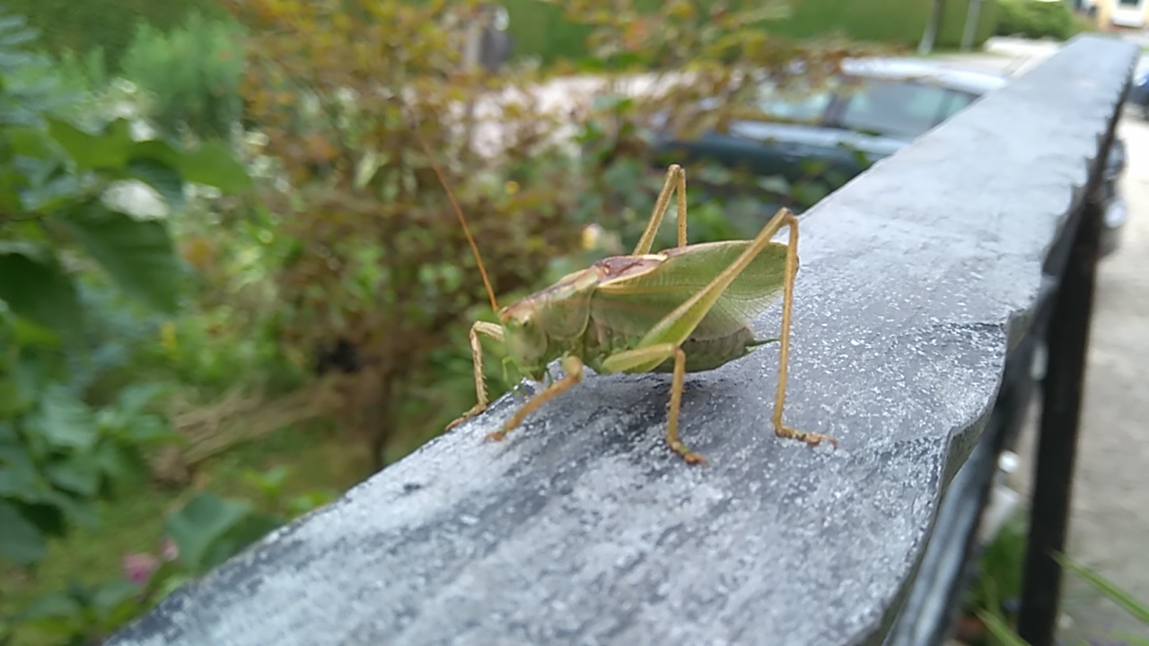 Terassenbesucher