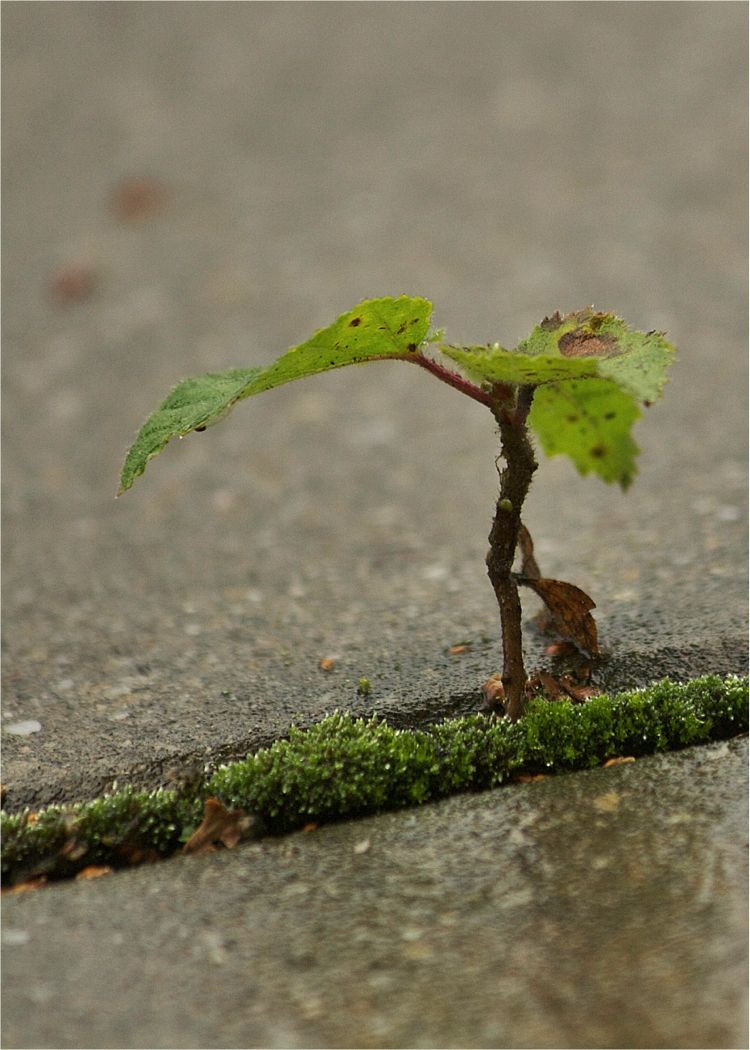 terassen.bonsai