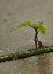 terassen.bonsai