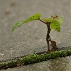 terassen.bonsai