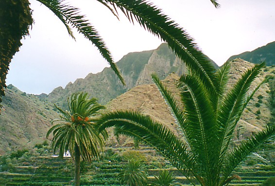 Terassenfelder bei Hermigua, Gomera
