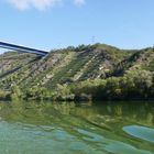 Terassenmosel im Sommer