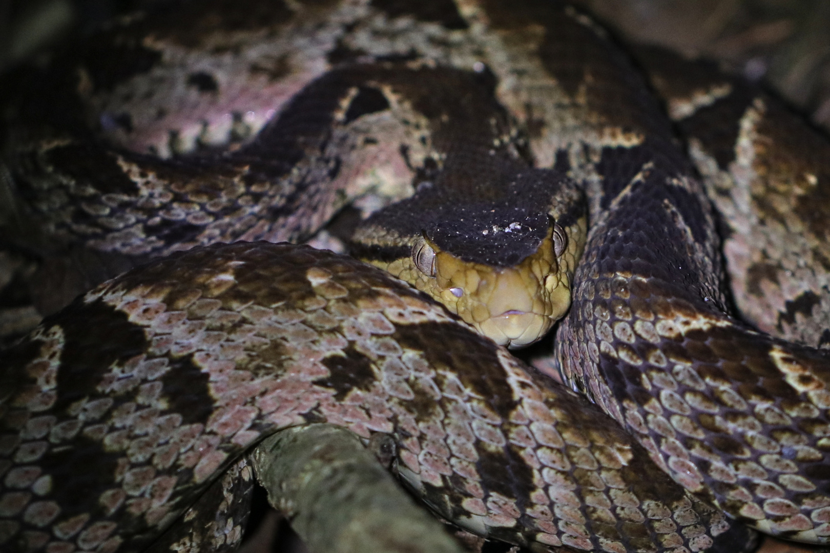 Terciopelo- Lanzenotter ( Bothrops asper )