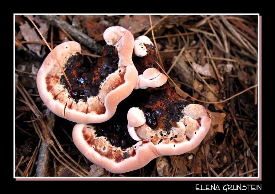 Tercipelos del bosque