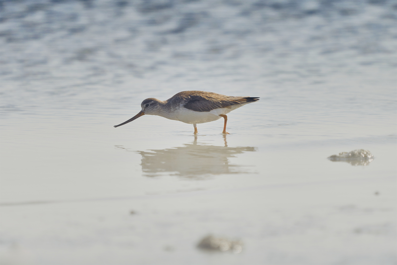 Terek sandpiper