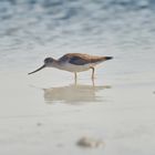 Terek sandpiper