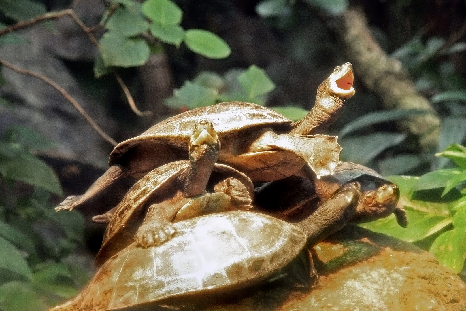 Terekey-Schildkröten