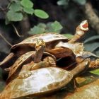 Terekey-Schildkröten