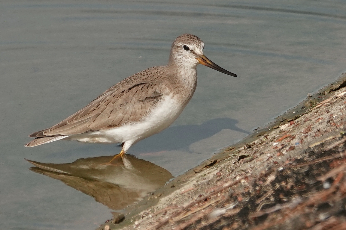 Terekwasserläufer