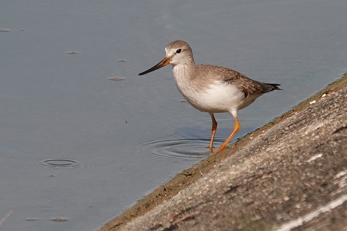 Terekwasserläufer