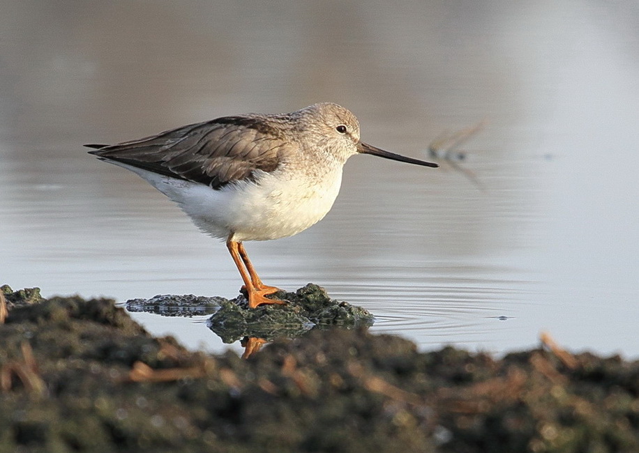 Terekwasserläufer