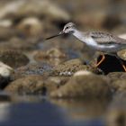 Terekwasserläufer - eine wahre Rarität!