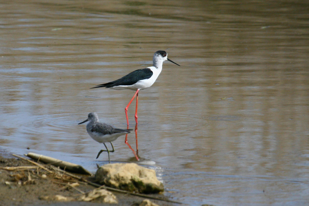 Terekwasserlaeufer und....