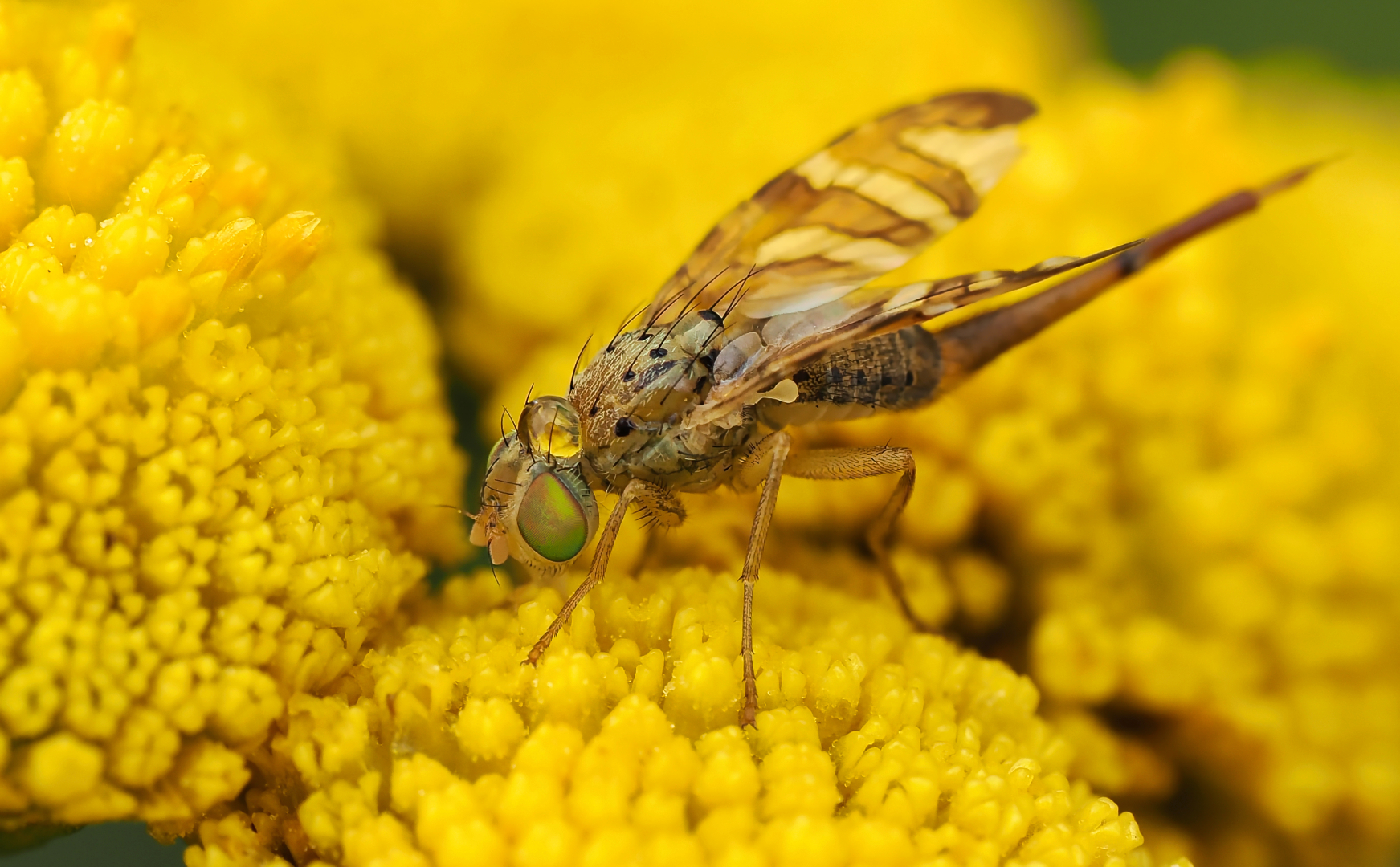 TERELLIA TUSSILAGNIS MIT SCHWERER LAST