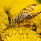 TERELLIA TUSSILAGNIS MIT SCHWERER LAST