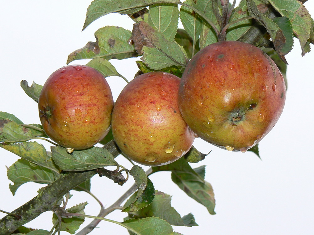 Terence Gourlay Apples in Scotland