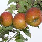 Terence Gourlay Apples in Scotland