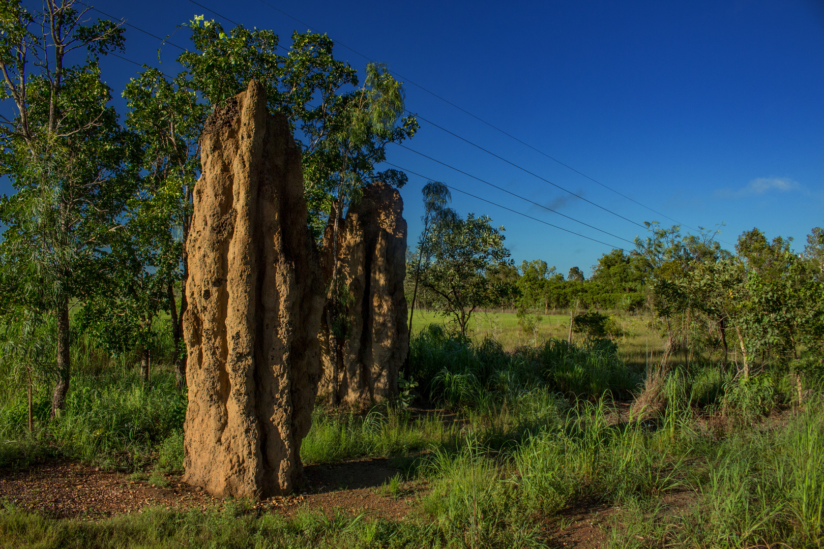 Termite Hill