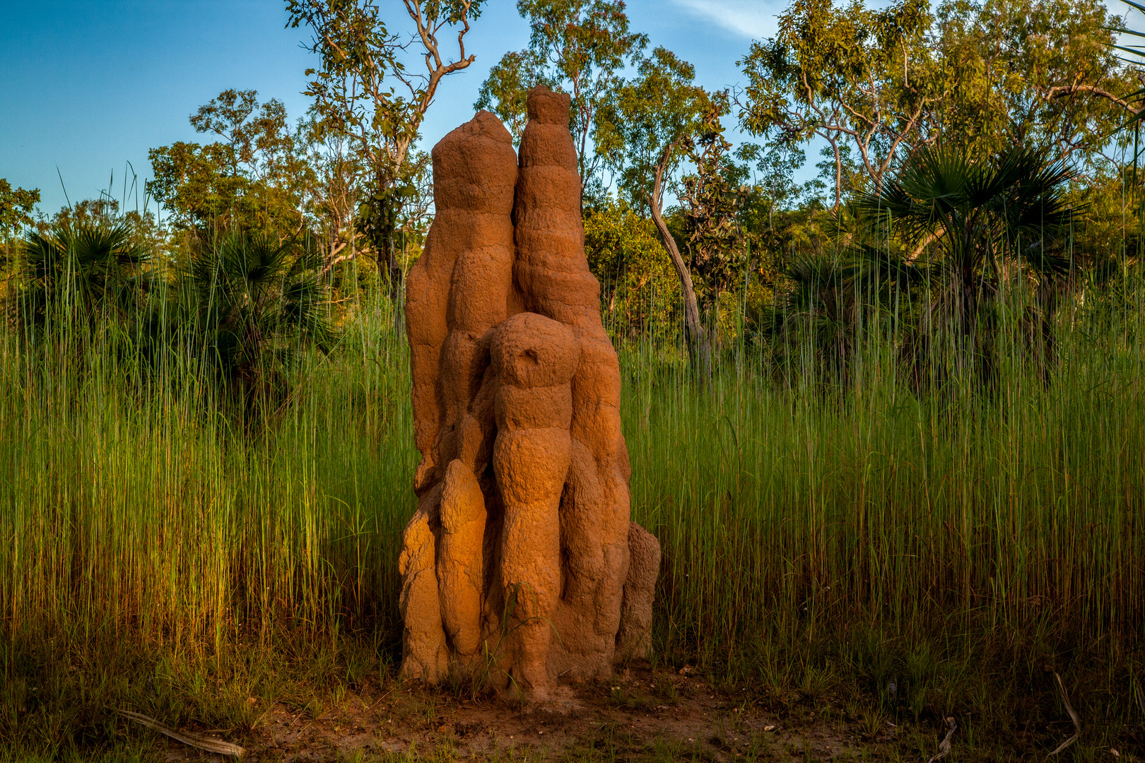 Termite Hill